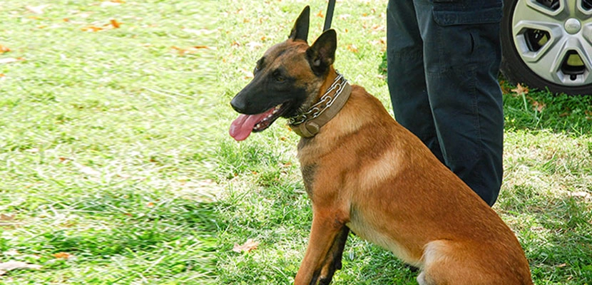 Covington Dog Bite Lawyer-image